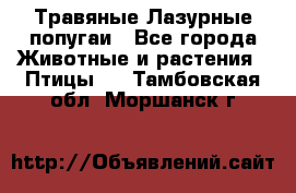 Травяные Лазурные попугаи - Все города Животные и растения » Птицы   . Тамбовская обл.,Моршанск г.